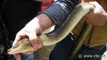 Kitigan Zibi Anishinābeg calls for safe passage for American eels on the Ottawa River