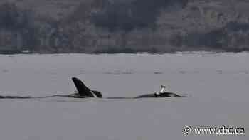 Why orcas wear dead salmon as 'hats' remains a mystery, scientists say