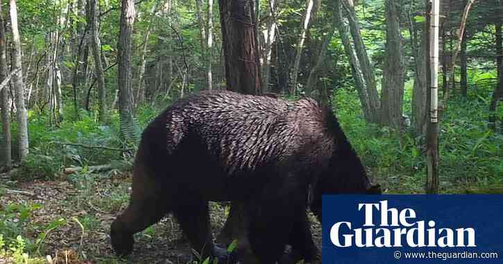 Bear snared after three day supermarket standoff with Japan police