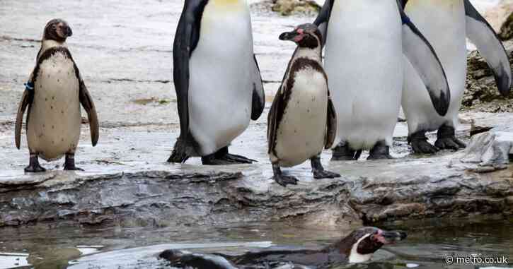 ‘Female’ penguin renamed after being misgendered for eight years