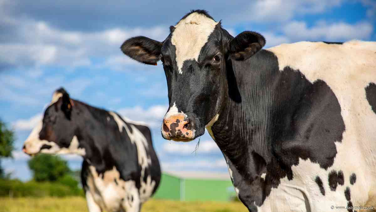 Scientists want to feed cows SEAWEED to stop them farting - and claim the tactic could slash methane emissions by almost 40%