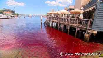 Sydney Harbour mysteriously turns blood red - as cause of shock change is revealed