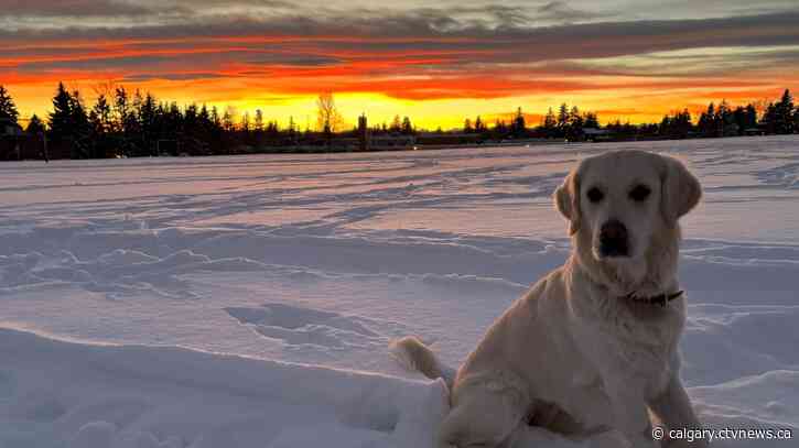 Calgary seeing a mild start to December as temperatures rise above zero