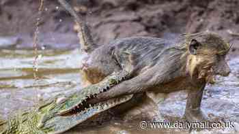 Gimme a hand - and make it snappy! Baboon looks doomed when croc traps its arm… but there's a surprise ending