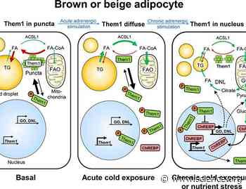 ChREBP-mediated up-regulation of Them1 coordinates thermogenesis with glycolysis and lipogenesis in response to chronic stress | Science Signaling