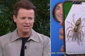 Medics rush into camp as ITV I'm A Celebrity's Dec bitten by huge spider