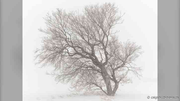 Alberta photographer braves frigid storms to capture the beauty of Canadian winters