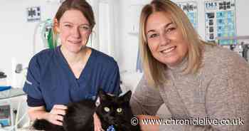 County Durham cat undergoes life-saving surgery after swallowing foot-long piece of string while owners were on holiday