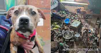 Shocking video shows filthy rubbish-strewn home where 34 animals kept in squalid conditions