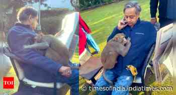 Shashi Tharoor powers through rabies fear to get hugs from monkey