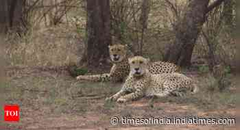 India celebrates International Cheetah Day with the release of two male cheetahs into the wild