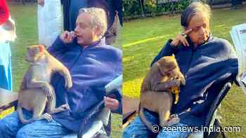 Monkey Jumps Into Shashi Tharoor`s Lap; Check What Happened Next