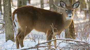 4th case of deadly deer disease confirmed in B.C. Hunters required to help monitor spread