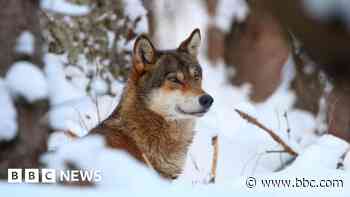 Wolves in EU lose safeguards, allowing culls as numbers soar