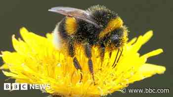 Bee-harming pesticides found in majority of English waterways