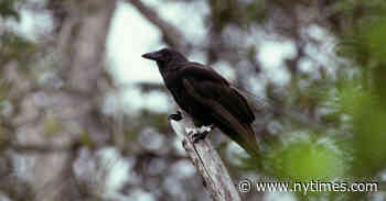 Researchers Release Hawaiian Crows Back Into the Wild