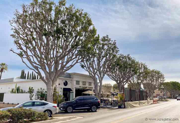 Old Town Tustin streetscape redesign will see removal and replacement of some ficus trees