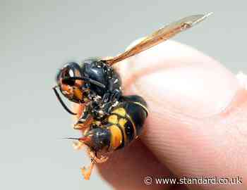 Hunt for 'murder hornets' after first sighting in Europe