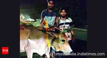 Fluorescent strips on UP stray cattle to curb crashes at night