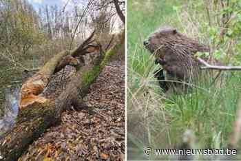 Bever duikt opnieuw op in Maaienhoek in Schelle: “Maar deze keer liet hij wél knaagsporen na”