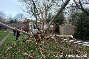 Cat sanctuary raises £12,000 to restore a ‘demolished’ pen after Storm Darragh