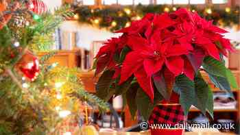 Traditional Christmas poinsettias could be more expensive this year amid shortage of the red-leaved plants