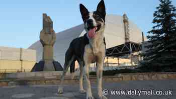 Dogs living near Chernobyl nuclear disaster have mutated to develop new superpower