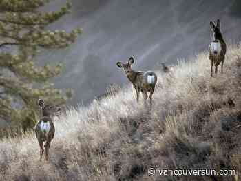 Deer may be cute but their growing population is bad news for B.C. forests, birds. Here's why.