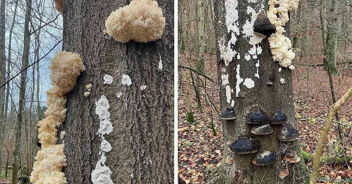 Überraschender Fund in Würzburg: Seltene Pilze im Stadtwald entdeckt