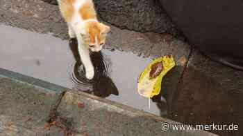 Ein Spaziergang mit einer Katze endet im Lachanfall