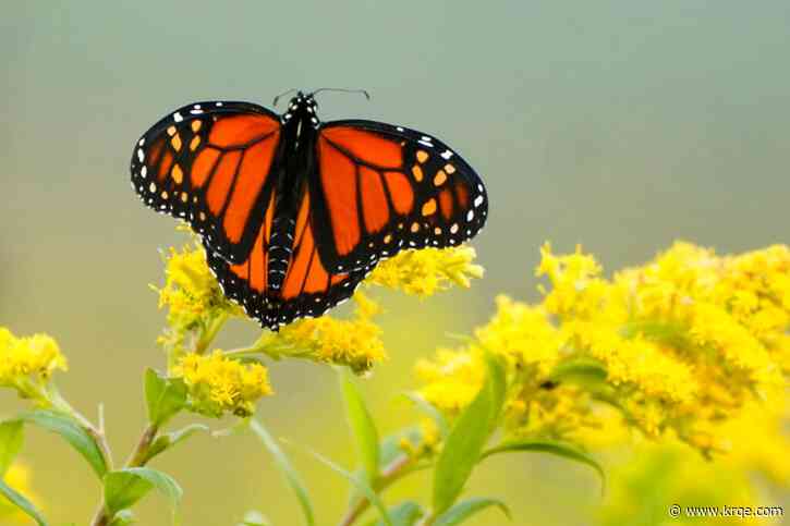 US Fish and Wildlife Service proposes federal protections for Monarch butterfly