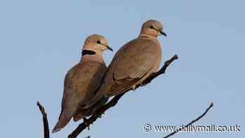 Few turtle doves: Birds on the brink of extinction in the UK as numbers plummet by 98 per cent