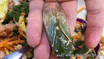 Shopper is left horrified after finding a giant cicada nestled inside his Woolworths salad