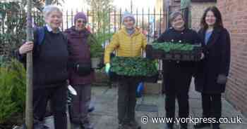 Volunteers plant flowers and trees to brighten up Acomb's Front Street