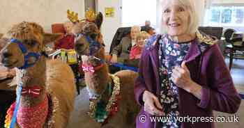 Antler-wearing alpacas bring festive joy to Thornton le Dale care home