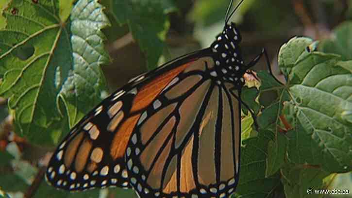 There's a new proposal to protect monarch butterflies. Advocates say it's a much-needed move