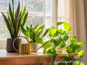 City gardener: Which houseplants to grow, if you can’t grow houseplants 