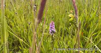 New planning laws 'must stop councils from missing nature restoration deadlines'