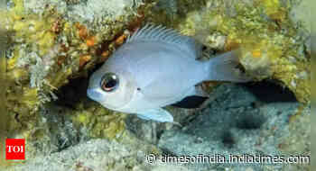 Scientists uncover pale blue damselfish species in Maldives' deep-sea reefs