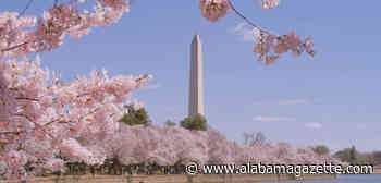 The National Cherry Blossom Festival Is Now Accepting Performer Applications