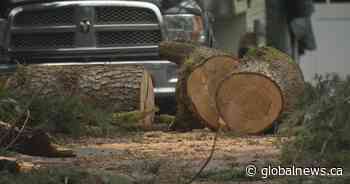 Surrey woman killed by falling tree branch during windstorm on B.C.’s south coast