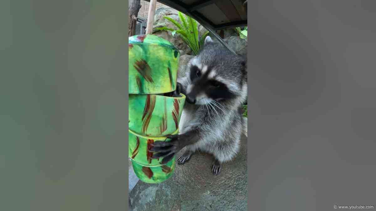 Meet Skipper, the cutest captain you ever did sea 🦝