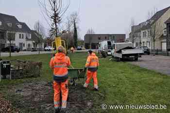 Nieuwe bomen en struiken verschijnen in wijken