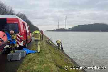 Ree geraakt niet uit Albertkanaal en verdrinkt