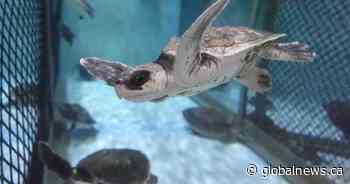 Tiny, endangered sea turtle found on Quebec’s Magdalen Islands for the first time