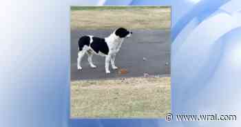 Holly Springs Police working to capture dog that bit two people who tried to touch it