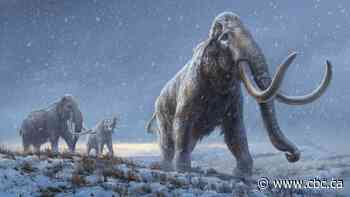 Early humans were 'big game hunters' with mammoth appetites, new research shows