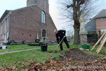 Afstammelingen lokale bomen vullen gaten op in bomenrij kerkhof