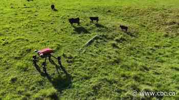 Could this AI-powered robot revolutionize cattle farming?