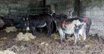 Eleven donkeys and a pony found in 'very poor' conditions at smallholding in Wales